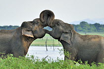 Asian Elephant (Elephas maximus) pair play-fighting, Kaudulla National Park, Sri Lanka