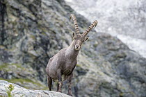 Alpine Ibex (Capra ibex) male, Saas Fee, Wallis, Switzerland