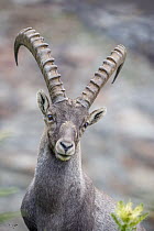 Alpine Ibex (Capra ibex) male, Saas Fee, Wallis, Switzerland