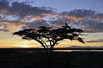 Ruppell's Griffon (Gyps rueppellii) at sunrise, Ngorongoro Conservation Area, Tanzania