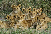 African Lion (Panthera leo) cubs, Ngorongoro Conservation Area, Tanzania