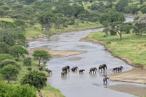 African Elephant (Loxodonta africana) herd crossing river, Tarangire River, Tarangire National Park, Tanzania