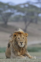 African Lion (Panthera leo) male, Ngorongoro Conservation Area, Tanzania