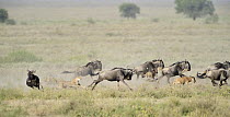 Cheetah (Acinonyx jubatus) female hunting Blue Wildebeest (Connochaetes taurinus), Ngorongoro Conservation Area, Tanzania