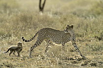 Cheetah (Acinonyx jubatus) mother with cub, Ngorongoro Conservation Area, Tanzania