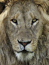 African Lion (Panthera leo) male, Ngorongoro Conservation Area, Tanzania