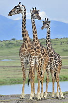 Masai Giraffe (Giraffa tippelskirchi) trio, Ngorongoro Conservation Area, Tanzania