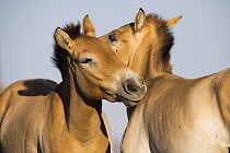 Przewalski's Horse (Equus ferus przewalskii) pair nuzzling, Gobi Desert, Mongolia