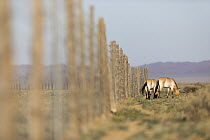 Przewalski's Horse (Equus ferus przewalskii) pair along release enclosure fence, Gobi Desert, Mongolia