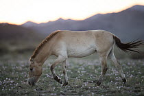Przewalski's Horse (Equus ferus przewalskii) grazing, Gobi Desert, Mongolia