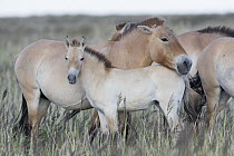Przewalski's Horse (Equus ferus przewalskii) mother and two month old foal, Gobi Desert, Mongolia