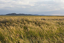 Grassland, Gobi Desert, Mongolia