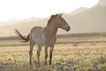 Przewalski's Horse (Equus ferus przewalskii) mare, Gobi Desert, Mongolia
