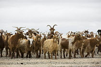 Cashmere Goat (Capra hircus) herd, Gobi Desert, Mongolia