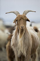 Cashmere Goat (Capra hircus), Gobi Desert, Mongolia