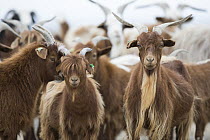 Cashmere Goat (Capra hircus) herd, Gobi Desert, Mongolia