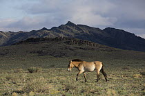 Przewalski's Horse (Equus ferus przewalskii) mare in grassland, Gobi Desert, Mongolia