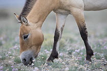 Przewalski's Horse (Equus ferus przewalskii) mare grazing, Gobi Desert, Mongolia