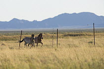 Przewalski's Horse (Equus ferus przewalskii) sub-adult males running along release enclosure, Gobi Desert, Mongolia