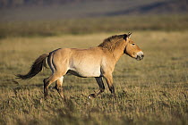 Przewalski's Horse (Equus ferus przewalskii), Gobi Desert, Mongolia