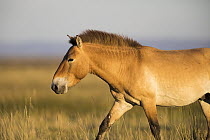Przewalski's Horse (Equus ferus przewalskii), Gobi Desert, Mongolia