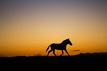 Przewalski's Horse (Equus ferus przewalskii) at sunset, Gobi Desert, Mongolia