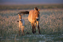 Przewalski's Horse (Equus ferus przewalskii) mother and three week old foal, Gobi Desert, Mongolia