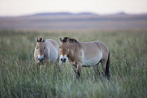 Przewalski's Horse (Equus ferus przewalskii) pair, Gobi Desert, Mongolia