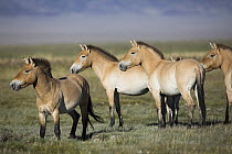 Przewalski's Horse (Equus ferus przewalskii) group, Gobi Desert, Mongolia