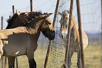 Przewalski's Horse (Equus ferus przewalskii) sub-adult males along release enclosure fence, Gobi Desert, Mongolia