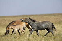 Przewalski's Horse (Equus ferus przewalskii) muddy stallion flehming near mother and foal, Gobi Desert, Mongolia