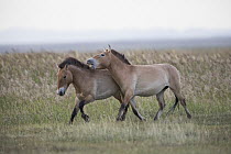 Przewalski's Horse (Equus ferus przewalskii) stallion and sub-adult playing, Gobi Desert, Mongolia