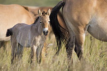 Przewalski's Horse (Equus ferus przewalskii) foal, Gobi Desert, Mongolia
