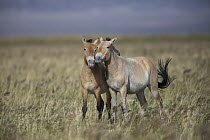 Przewalski's Horse (Equus ferus przewalskii) sub-adult males play-fighting, Gobi Desert, Mongolia