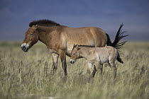 Przewalski's Horse (Equus ferus przewalskii) mother and three week old foal, Gobi Desert, Mongolia