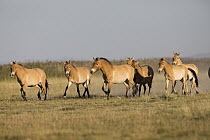 Przewalski's Horse (Equus ferus przewalskii) herd, Gobi Desert, Mongolia