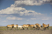 Przewalski's Horse (Equus ferus przewalskii) herd, Gobi Desert, Mongolia