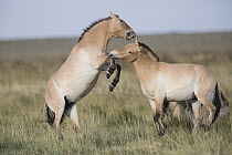 Przewalski's Horse (Equus ferus przewalskii) sub-adult males fighting, Gobi Desert, Mongolia