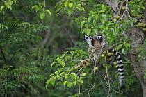 Ring-tailed Lemur (Lemur catta) mother with young feeding on fruit in tree, Anja Park, Madagascar