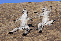 Ring-tailed Lemur (Lemur catta) pair basking, Anja Park, Madagascar