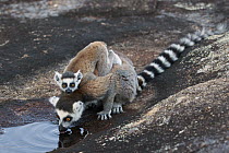 Ring-tailed Lemur (Lemur catta) mother with young drinking, Anja Park, Madagascar