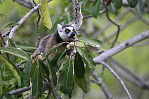 Ring-tailed Lemur (Lemur catta) feeding on fruit, Anja Park, Madagascar
