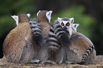 Ring-tailed Lemur (Lemur catta) group huddling, Anja Park, Madagascar