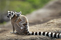 Ring-tailed Lemur (Lemur catta) mother and young, Anja Park, Madagascar