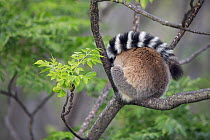 Ring-tailed Lemur (Lemur catta) sleeping in tree, Anja Park, Madagascar