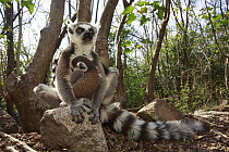Ring-tailed Lemur (Lemur catta) mother and young in forest, Anja Park, Madagascar