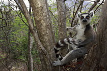 Ring-tailed Lemur (Lemur catta) in forest, Anja Park, Madagascar