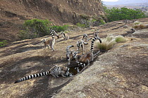Ring-tailed Lemur (Lemur catta) group drinking from puddle, Anja Park, Madagascar
