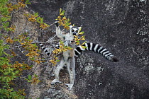 Ring-tailed Lemur (Lemur catta) mother with young climbing onto tree, Anja Park, Madagascar