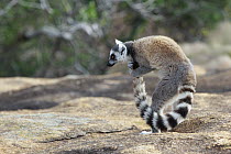 Ring-tailed Lemur (Lemur catta) male scenting tail to use during stink fights with other males, Anja Park, Madagascar